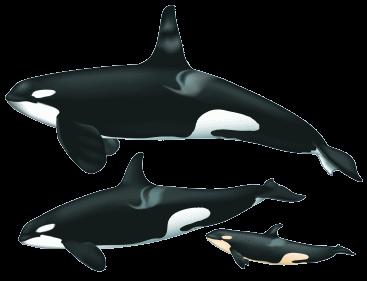 Case Study I: A Grim Future for Some Killer Whales Read the following information and answer the questions that follow.