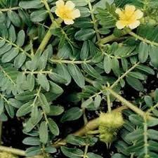 Tribulus terrestris Used for several thousands of years China, India, Africa, Australia, South