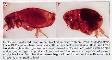 Proventricular Blockage requires expression of Hemin Storage Phenotype (Hms) Required for proventricular blockage and transmission to mammal, but not for sustained infection of flea midgut, or for
