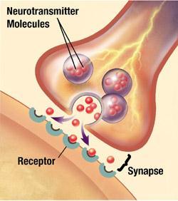 SYNAPSE Space between the neurons Chemical messages pass through the synapse Neurotransmitters: 2 major types: chemical messages 1.