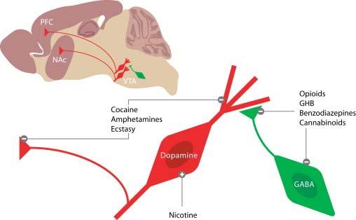 dopamine neurons => dopamine release Alcohol Nicotine: Excites dopamine cells directly Projection