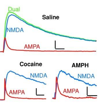 mediated synaptic current AMPA receptor mediated