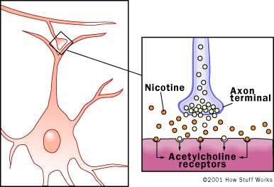 Nicotine binds directly to acetylcholine receptors on