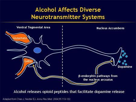 Alcohol increases dopamine cell firing
