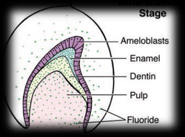 Fluoride is taken up from the nutrient tissue fluids surrounding the tooth crown.