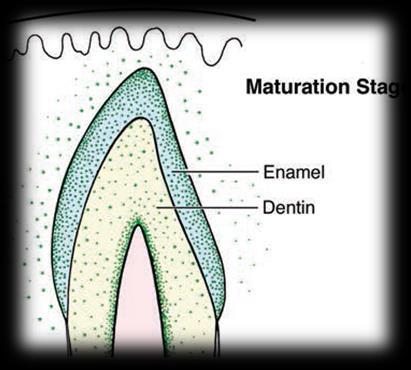 The concentration of fluoride on the outermost surface of the enamel is dependent upon