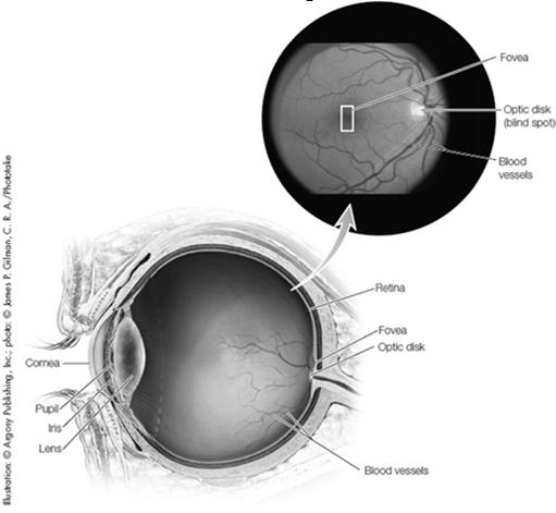 Cornea: Transparent tissue where light enters the eye. The Eye 5