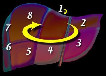 The numbering of the segments is in a clockwise manner