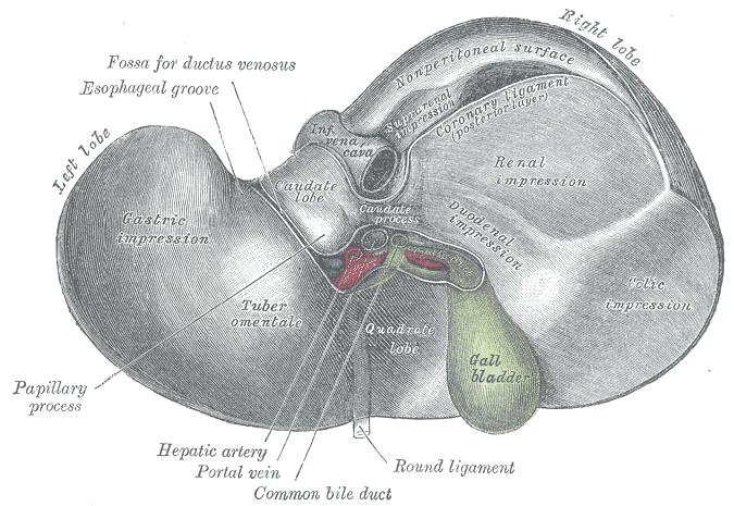 Liver anatomy Largest organ Boomerang shaped!