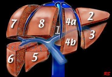 Couinaud classification Eight independent segments There own vascular inflow, outflow, and biliary drainage. Portal vein divides the liver into upper and lower segments.