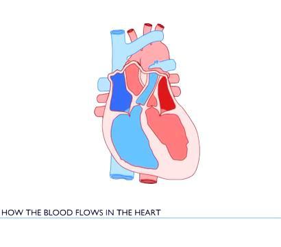 Normal function (left) The cardiac cycle starting point at the mid relaxation (diastole) left side 1. when the pressure is high enough the mitral valve opens and the ventricle fill freely 2.