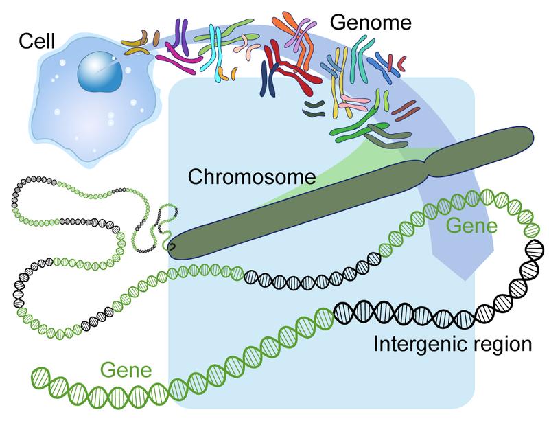 www.ck12.org Chapter 8. Human Genetics and Biotechnology FIGURE 8.1 Human Genome, Chromosomes, and Genes.