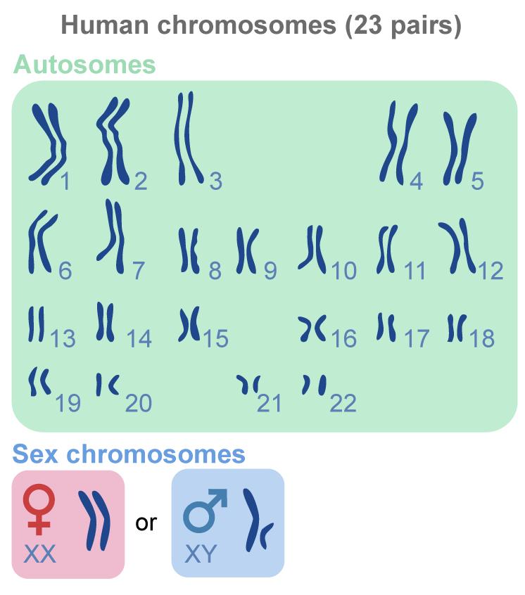 www.ck12.org Chapter 8. Human Genetics and Biotechnology FIGURE 8.3 Human Chromosomes. Humans have 23 pairs of chromosomes. Pairs 1-22 are autosomes.