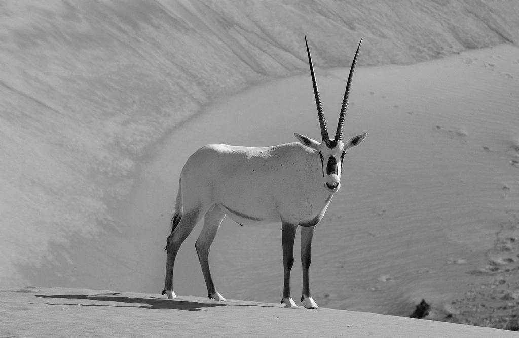 24 0 7 The Arabian oryx (Oryx leucoryx) is a mammal that was once extinct in the wild.