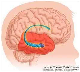 Neuroanatomy of
