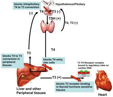 1. Background Effect of Amiodarone on thyroid hormones Figure of Basaria S,