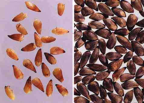 n Zh" M# 10 Su"n Z%o Rén sour jujubee seeds sour date seed Ziziphus spinosa