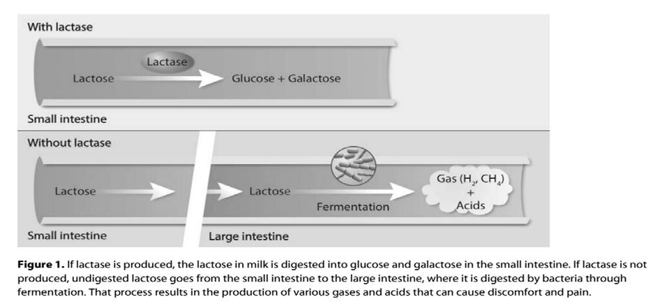 Lactose Intolerance, Lactase Persistence and Evolution Part 1 Lactose is a type of sugar found only in milk and milk products.