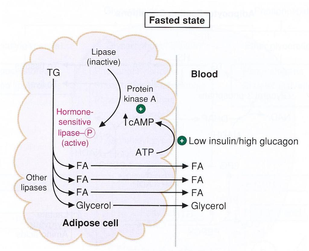 Release of FA from adipose TG Insulin, Glucagon intracellular camp increases - activates protein kinase A - phosphorylates hormone-sensitive