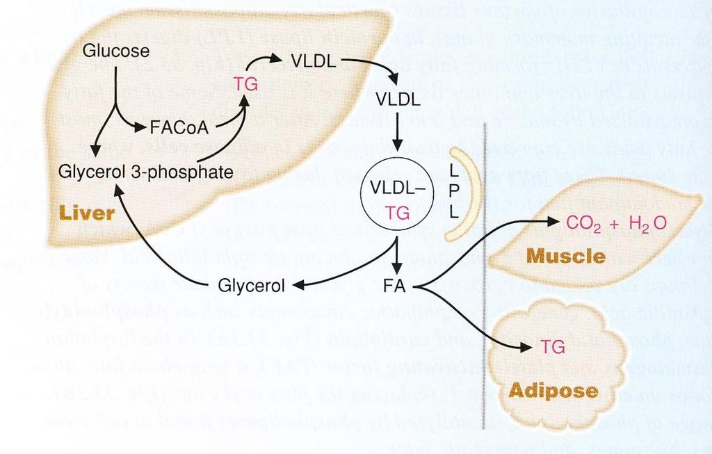 Fate of VLDL TG Lipoprotein lipase present on the lining cells of the capillaries (in adipose
