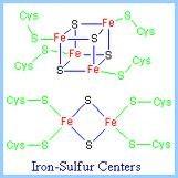 Iron-sulphur proteins Membrane proteins. Single electron carriers: Fe 3+ Fe 2+ E o depends on the complex that it is in.