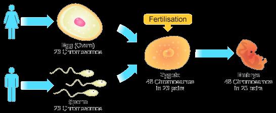 Sexual reproduction involves a mobile male gamete (e.g. sperm) fusing with a stationary female gamete (e.g. egg) Both males and females only donate half of their chromosomes, one from each homologous pair, to form gametes through meiosis.