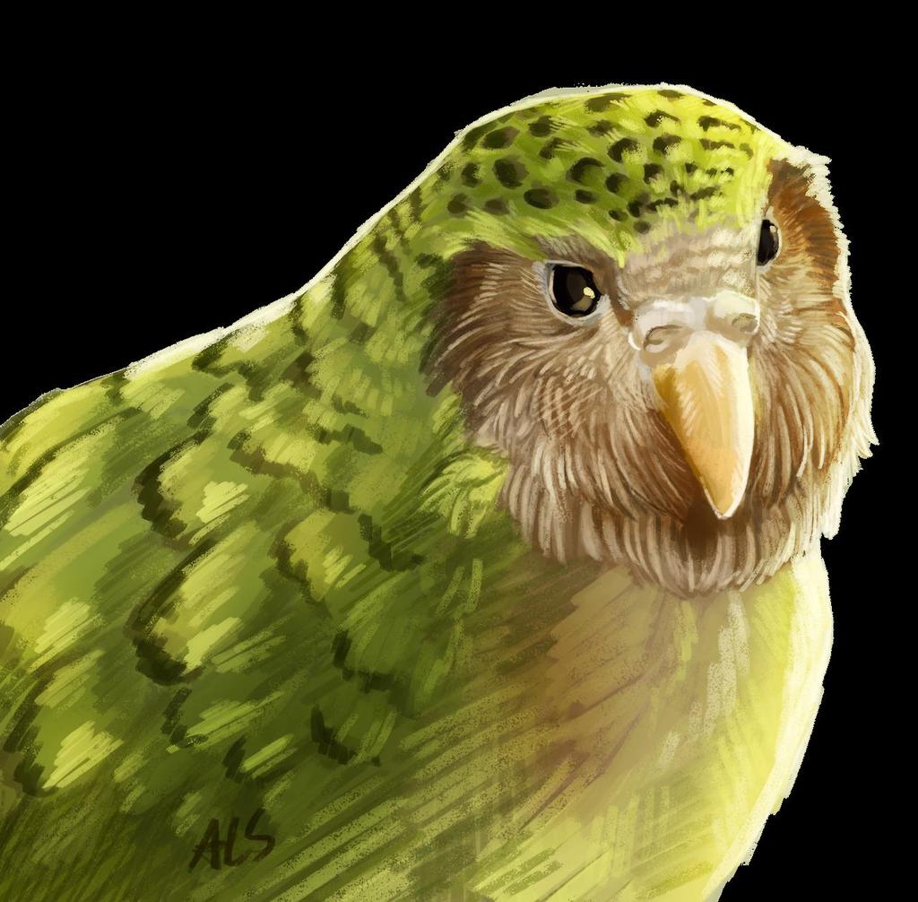 Organisms vary and that some variations give advantages over others in a given environment Adaptations of a New Zealand kakapo include mossy green colouring for camouflage, and a stout ridged bill to