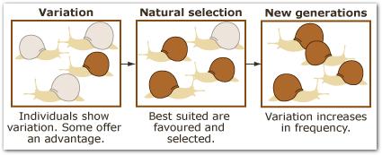Natural Selection Natural selection occurs when environmental factors may favour certain variations of physical characteristics (