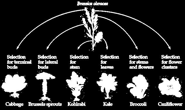 Humans can exploit variation through artificial selection Humans have been able to domesticate plants and animals by actively selecting advantageous traits in a wild species and repeatedly