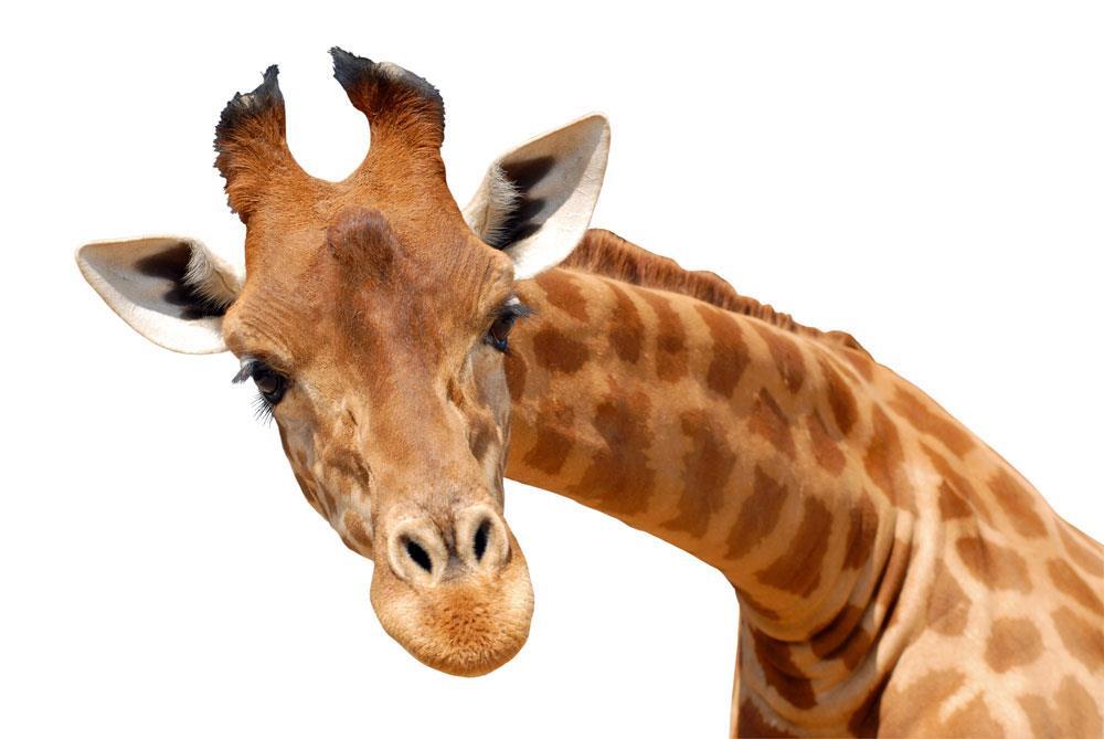 Why is variation so important for a species survival? Giraffe case study The length of a giraffe s neck, a phenotype, is controlled by genes.