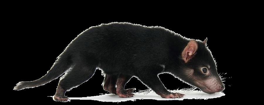 NCEA 2013 Survival in Changing environment Tasmanian Devil case study Tasmanian Devils are a species of meat-eating marsupial mammal native to