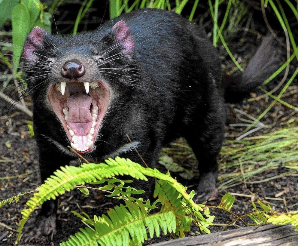NCEA 2013 Survival in Changing environment Tasmanian Devil Excellence Question Question 4b: Explain how the survival of certain individuals in the wild within the Tasmanian devil population can
