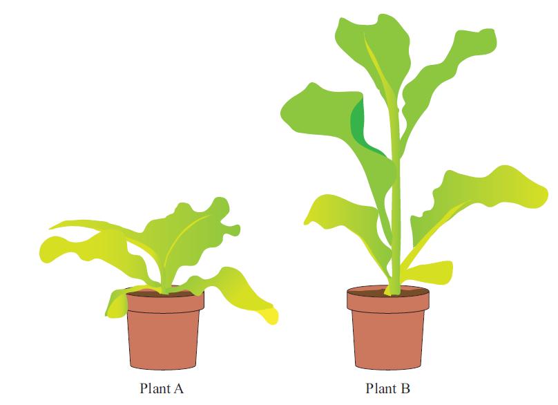 NCEA 2014 Survival in Changing environment - disease in plants Excellence Question Question 1c (ii) : The pictures below show two plants of the same species.