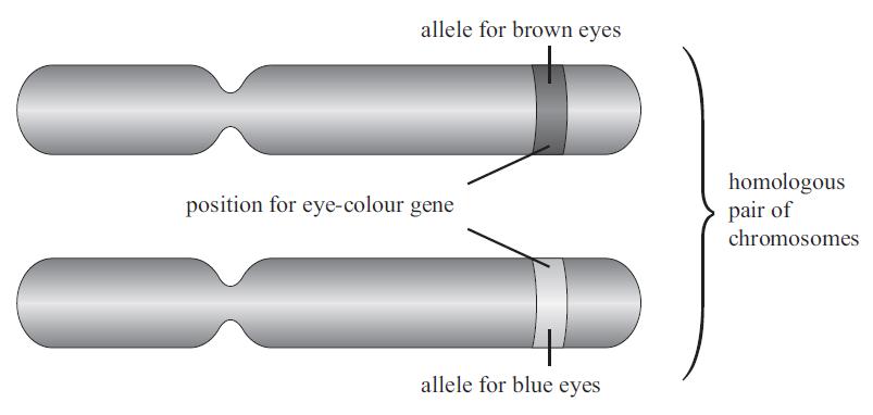 NCEA 2013 Genes and Alleles Eye Colour Excellence Question Question 2a: Use the diagram below to help you explain the relationship between chromosomes, genes, alleles, phenotype, genotype, and the