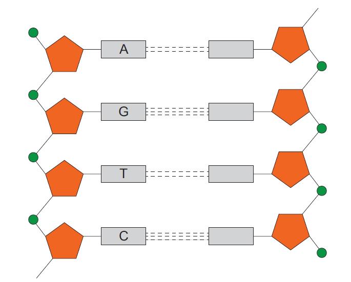 NCEA 2014 Genes and Alleles Question 1a: Label the unlabelled bases A, G, C, or T in the diagram of DNA shown below.