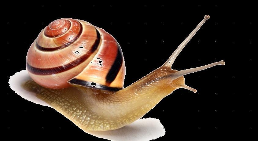 NCEA 2015 Genes and Alleles Snails (part ONE)