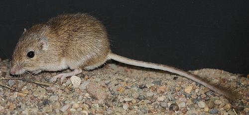 NCEA 2016 Genes and Alleles Rock pocket Mice Excellence Question Question 2a: Rock pocket mice can have dark fur or light fur, as shown below.