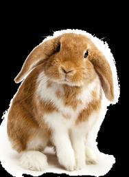 Using Pedigree charts to predict genotype Lop-eared rr 1 2 straight-eared RR or Rr 3 4 5 6 7 8 9 10 11 The genotypes of rabbits 9,10 and 11 cannot be confirmed as RR