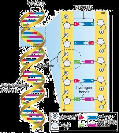 Genes are coded instructions for making proteins and that DNA is the chemical, which