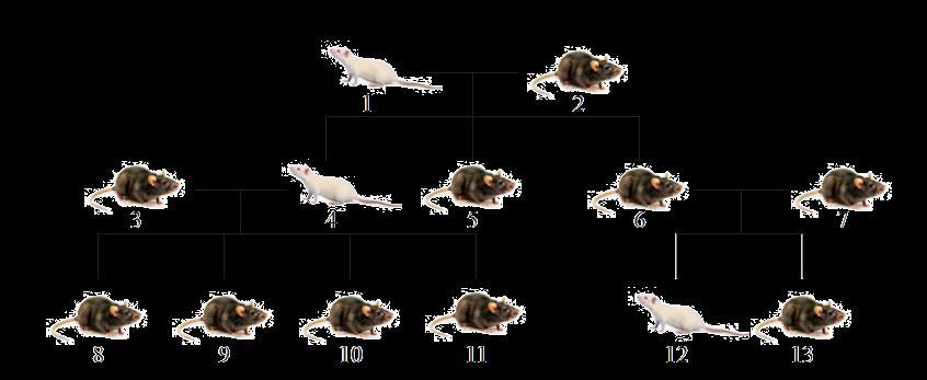 NCEA 2015 Inheritance - Albino Rats (PART TWO) Question 1b: The albino rat (1) and the heterozygous black rat(2) produced the following two generations of offspring, as shown in the