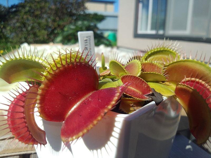 NCEA 2016 inheritable or non-inheritable variation venus fly traps Question 3b: The Venus flytrap plants come in a number of different types, such as the B-52 with a red leaf.