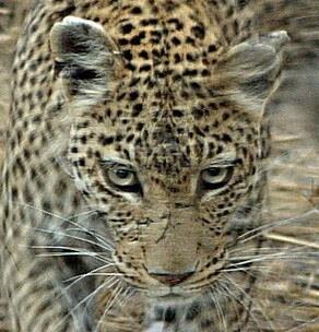 Merit Question NCEA 2017 Inheritable or non-inheritable variation Black Panthers Question 1b: Leopards in the wild commonly have scars, especially around their faces.