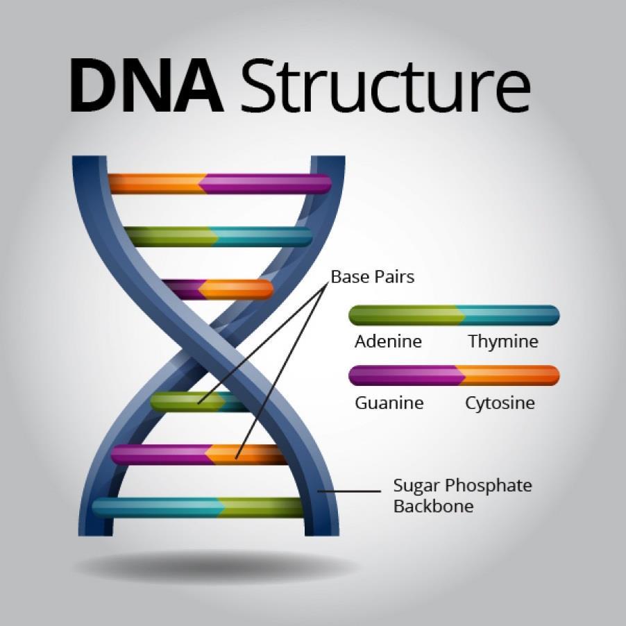 DNA Structure summary DNA is made up of a series of nucleotides, each consisting of a sugar (deoxyribose) and base and a phosphate.