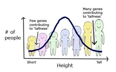 Continuous Variation A group of genes creates traits that cause continuous variation.