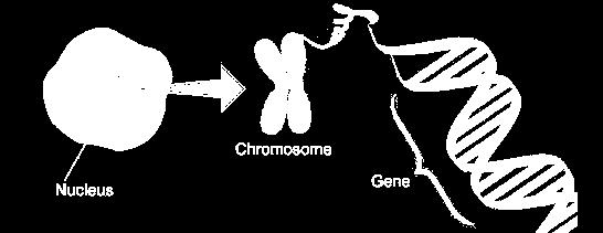 Chromosomes are found in the nucleus and genes are carried on chromosomes DNA strands are loose within the nucleus of a cell.