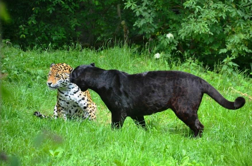 Excellence Question NCEA 2017 Mutations Black Panthers Question 1a: Some leopards or jaguars have a mutation causing them to have a black coat. These are known as black panthers.