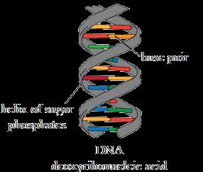 The DNA diagram beside may help you. http://www.nzqa.govt.nz DNA carries genetic information as a base code. A gene is a section of DNA that codes for 1 trait in this case colouration.