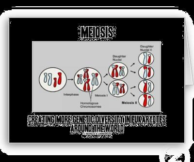 Sources of Meiosis creates gametes with variation variation is a common question in During Meiosis there are Examinations two opportunities for increased variation.