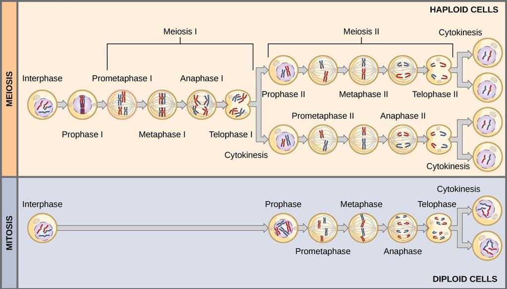 Comparing mitosis and meiosis The main difference between the two processes is that Mitosis produces identical cells
