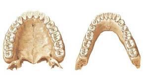 Teeth (Dentes) arcus dentalis superior (maxillaris) ellipse arcus dentalis inferior (mandibularis) parabola permanent teeth (dentes permanentes) 32 deciduous teeth